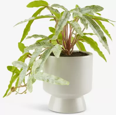Kunstplant OLSEN Ø9xH20cm met pot