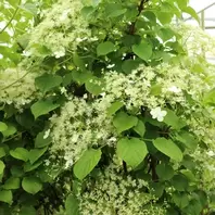 Klimhortensia