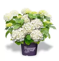 Hydrangea Macr. Forever & Ever Wit P23 / C5