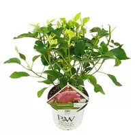 Hydrangea Arbo. 'Pink Annabelle' (Pbr) C3-Struik
