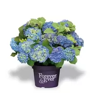 Hydrangea Macr. Forever & Ever Blauw P23 / C5