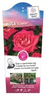 Rosa 'Acapella' C3Rp