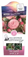 Rosa 'Rose Meilove' C3Rp