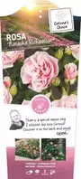Rosa 'Natasha Richardson' C3Rp