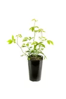 Rosa Sweet Romanza – Zachtroze, Compacte Bloei