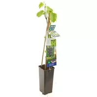 Vitis Vinifera Muscat Blue
