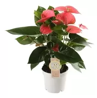 Flamingoplant 'Pink Champion' - Anthurium