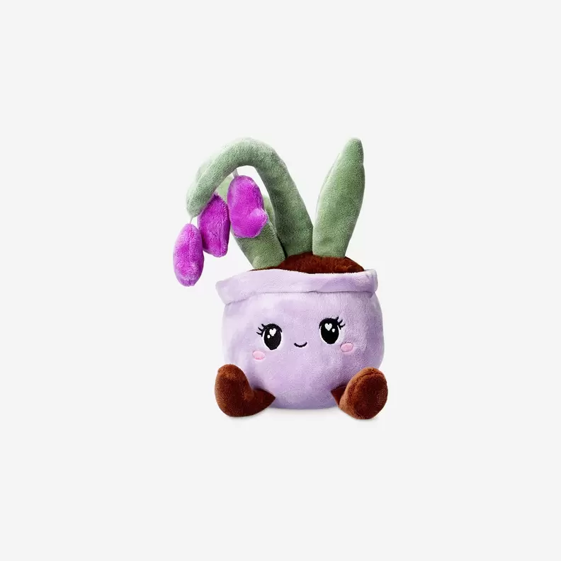 Pluche plant in pot