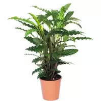 Pauwenplant