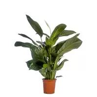 Lepelplant