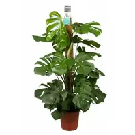 Gatenplant Pertusum Mosstok