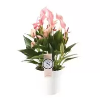 Flamingoplant 'Lilli'