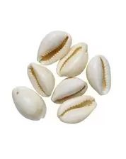 Schelpen heel - 30 stuks - wit