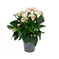 Anthurium Joli Peach