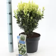 Euonymus Jap. Paloma Blanca, 30-40 Cm C5