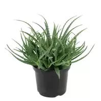 Aloë Arborescens