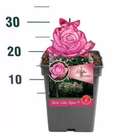 Rosa Maleica – Warmroze, Bossige Groei