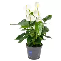 Flamingoplant 'Karma White Compact'