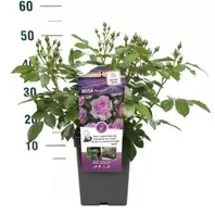 Rosa Nostalgie – Wit Met Roodrand, Klassiek Gevuld