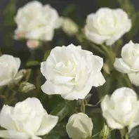 Rosa Bright Meilove – Frisse Witte Bloei, Lage Groei