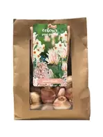 Colour Your Garden 'Peach Blush'