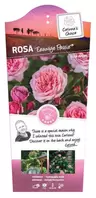 Rosa 'Eeuwige Passie' C3Rp
