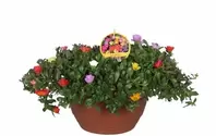 Portulaca Grandiflora 'Carnaval'