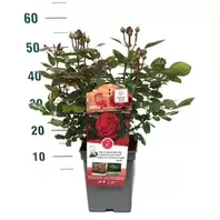 Rosa Red Romanza – Helderrood, Rijke Bloei
