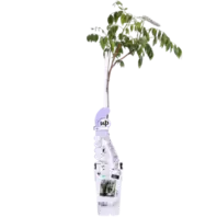 Wisteria Sinensis Caroline 1 Stok WitP15