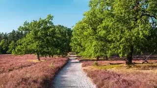 Wandelen op de Lüneburger Heide