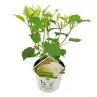Hydrangea Arbo. 'Strong Annabelle' (Pbr) C3-Struik