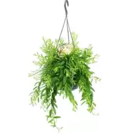 Aeschynanthus Raphrolepis – Fijnbladige Lipstickplant Met R…