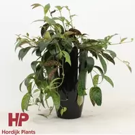 Aeschynanthus Marmoratus – Lipstickplant Met Gemarmerd Blad…