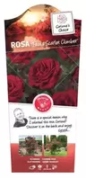 Rosa 'Paul'S Scarlet Climber' C3Rp