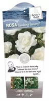 Rosa 'Climbing Iceberg' C3Rp