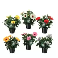 Hibiscus Longlife – Diverse Kleuren, Langbloeiend