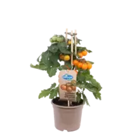 Pick-&-Joy Cherrytomaat Oranje, 40 Cm P14