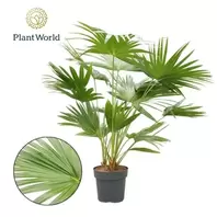 Waaierpalm - P27cm