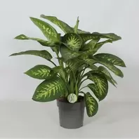 Dieffenbachia 'Reeva'