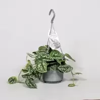 Scindapsus/Zilverrank