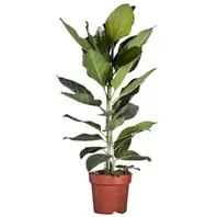 Ficus Benghalensis 'Joy' – Kamerplant Met Grote, Leerachtig…