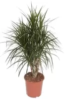 Drakenbloedboom - Vertakt