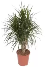 Drakenbloedboom - Vertakt