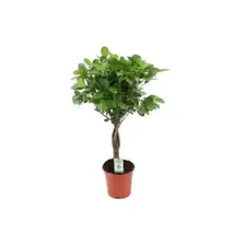 Ficus Moclame Stam