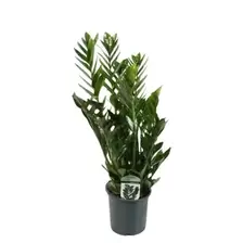 Emerald Palm - P 17cm