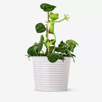 Frog plant supports - 2 pcs