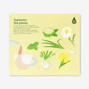 Tea plants grow kit - Bergamot, M...
