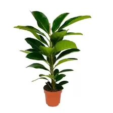 Ficus Roy