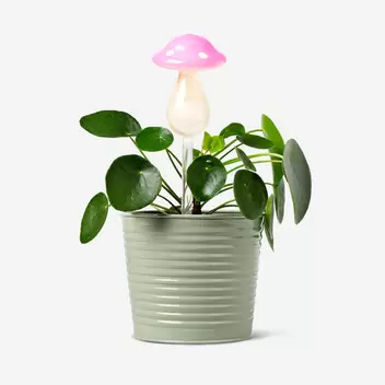 Mushroom self watering spike