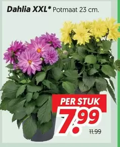 Dahlia XXL
